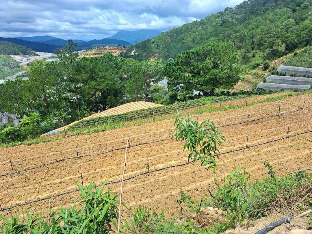 Bán Đất nông nghiệp, Tự Phước, Phường 11